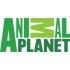 Animal Planet логотип